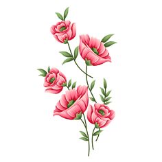 three pink flowers with green leaves on white background