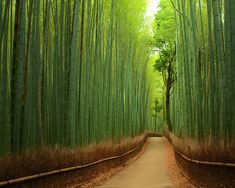 an empty path in the middle of a bamboo forest