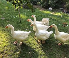 four white ducks walking in the grass near some buckets and food cans on the ground