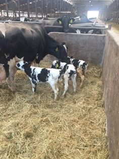 a group of cows standing next to each other on top of hay in a pen