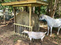 two goats standing next to each other near hay bales