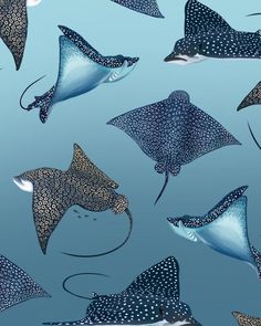 several different types of stingfish swimming in the ocean together on a blue sky background