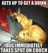 a german shepard dog sitting on top of a couch with the caption get up to get a drink