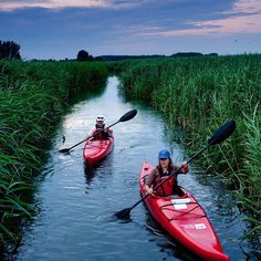 two people in red kayaks paddling through tall grass on the side of a river