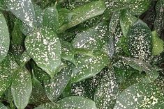 green leaves with white speckles on them