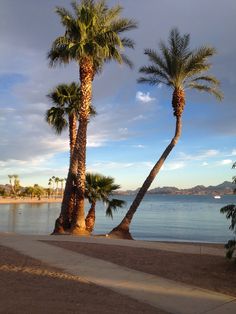 two palm trees are next to the water