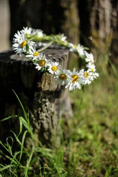 some daisies are growing out of a tree stump