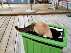 a cat sitting in a green trash can