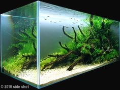 an aquarium filled with green plants and water