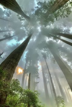 the sun shines through tall trees in a foggy forest