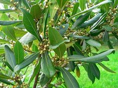 some green leaves and buds on a tree in the grass with other trees behind it