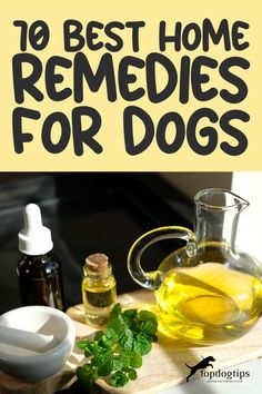 Soothe, Heal, and Wag: 70 Effective Home Remedies for Dogs 🌼🐾 Dog Paw Remedies, Veterinarian Clinic, Holistic Dog Care, Pet Remedies, Meds For Dogs, Itchy Dog, Natural Pet Care, Dog Remedies