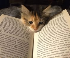 a cat laying on top of an open book