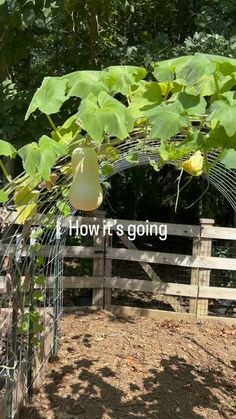 a pear hanging from a tree with the words how it's going