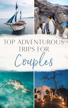 four different pictures with the words top adventures trips for couples on them and penguins in the water