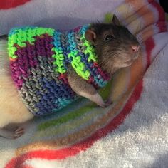 a rodent wearing a sweater on top of a blanket