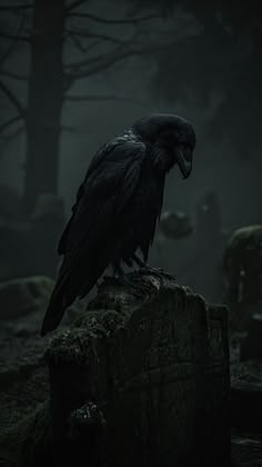 a black bird sitting on top of a rock in the dark forest with trees behind it