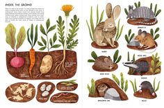 an illustrated book with pictures of animals and plants in the pages, including carrots