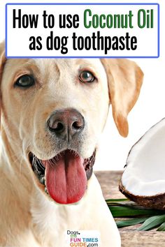 a close up of a dog with text overlay reading how to use coconut oil as dog toothpaste