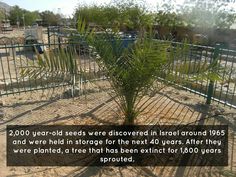 a small palm tree in the middle of a dirt area with fenced in areas around it