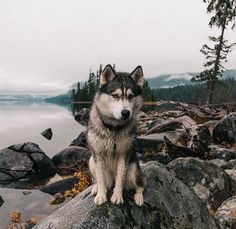 a husky dog sitting on top of a rock next to a body of water with trees in the background