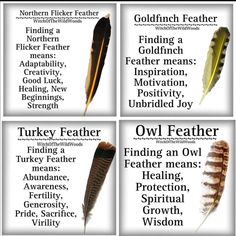 Animal Signs, Spirit Animal Meaning, Owl Feather, Animal Spirit Guides