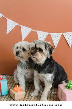 two small dogs sitting next to each other with presents in front of them and a bunting banner behind them