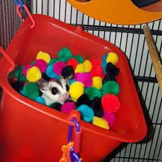 a hamster in a red bucket filled with balls