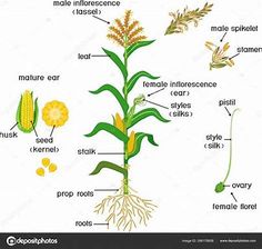 the parts of a corn plant on a white background, labeled with names and pictures