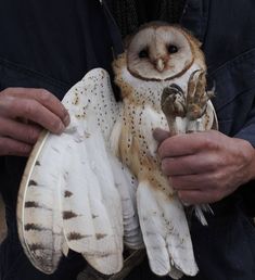 a man holding an owl in his hands