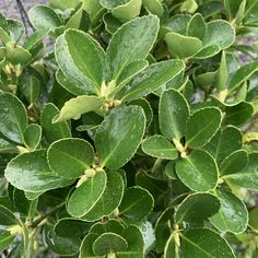 green leaves are growing on the top of a bush