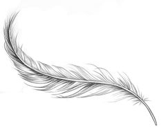 a drawing of a feather on a white background