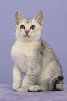 a white kitten with blue eyes sitting on a purple blanket and looking at the camera