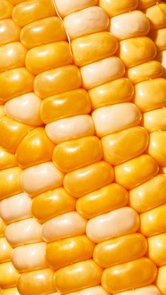 close up view of corn on the cob with yellow and white colored kernels