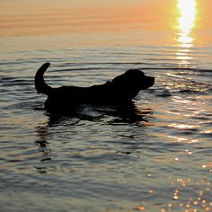 a dog is swimming in the water at sunset