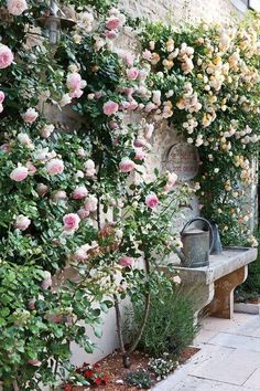 some pink roses are growing on the side of a building and next to a bench