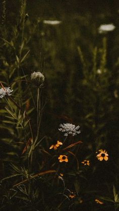 some flowers that are in the grass by itself with light shining on them and dark background