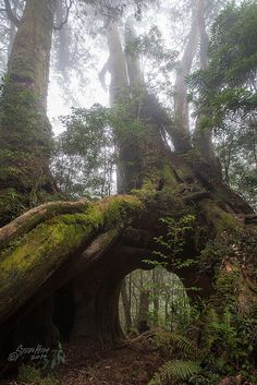 an old tree with moss growing on it in the forest