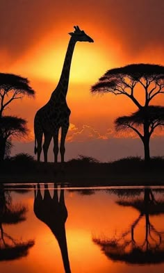 a giraffe standing in front of some trees and water at sunset or dawn