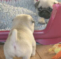 two pug puppies are looking at each other in their dog bed, while one looks on