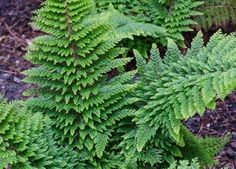 green leaves are growing on the ground