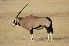 an antelope standing in the middle of a dry grass field with long horns