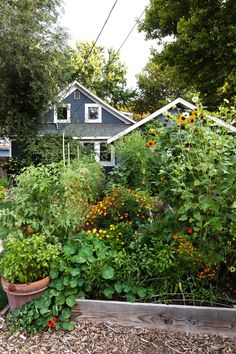 a garden filled with lots of plants next to a blue house on a hill side