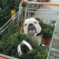 an english bulldog sitting in a shopping cart filled with green bushes and plants, looking up at the camera