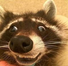 a close up of a raccoon's face with its mouth wide open