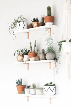 several potted plants are arranged on two white shelving shelves with wooden pegs