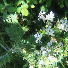 some white flowers and green leaves in the sun shines through the lens on this sunny day