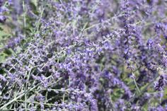 lavender flowers are blooming in the field