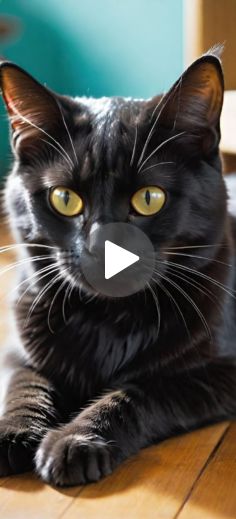 a black cat laying on top of a wooden floor looking at the camera with yellow eyes