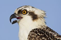 a close up of a bird with an open beak and yellow eyes on a clear day